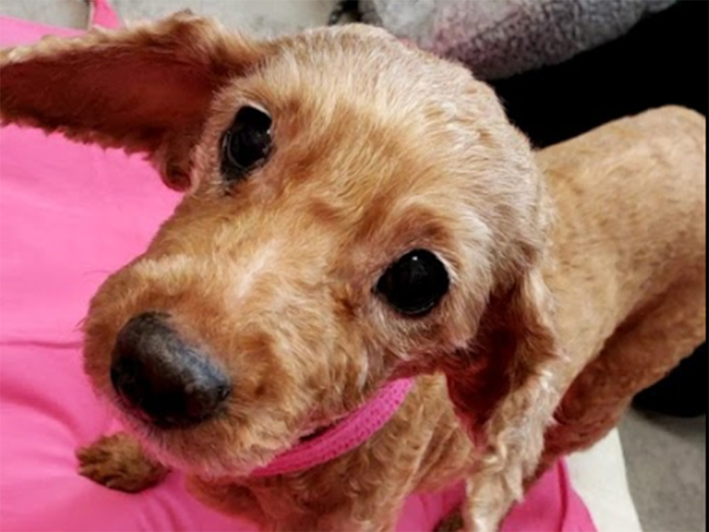 カウンセリング・セッション