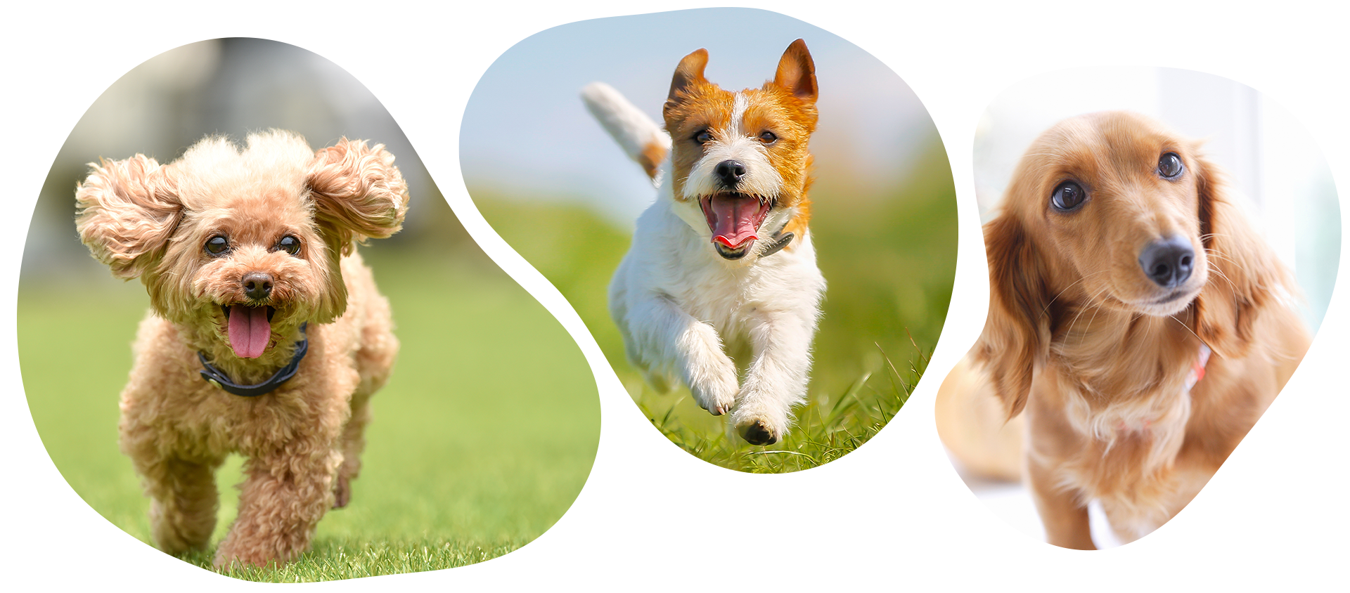 犬猫自然療法動物病院