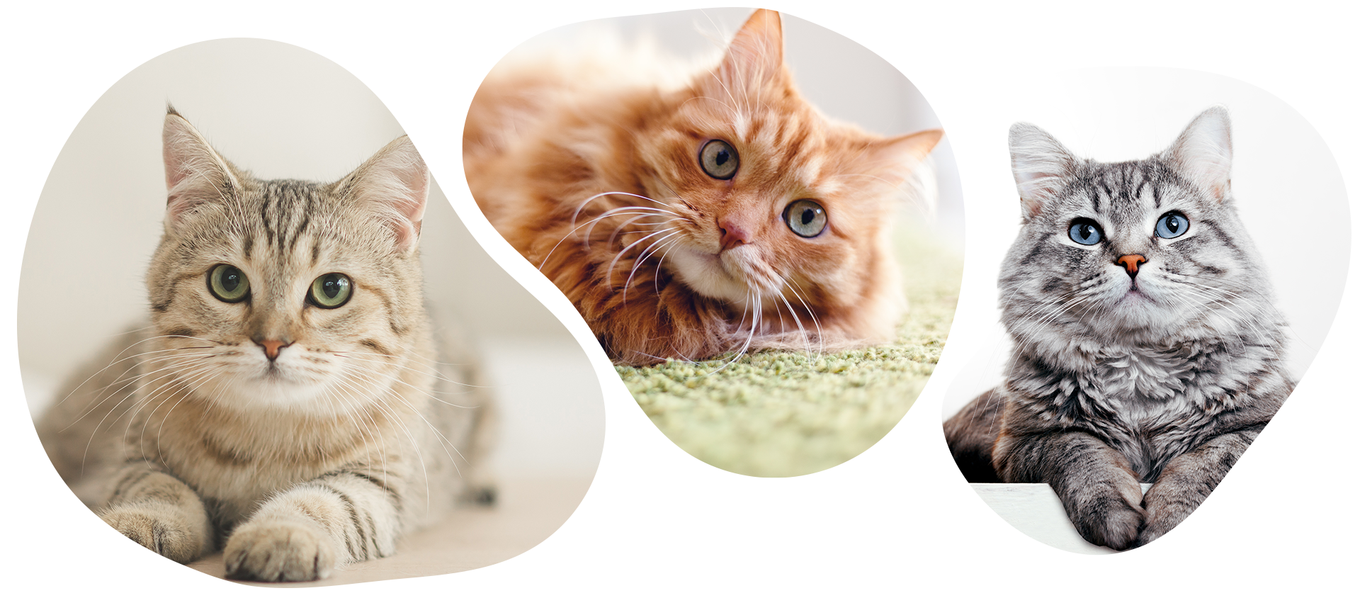 犬猫自然療法動物病院