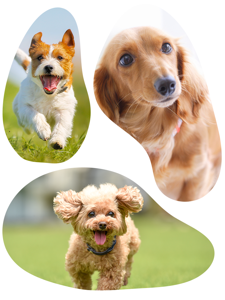 犬猫自然療法動物病院