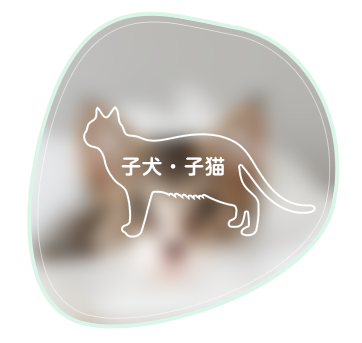 飼い方のご相談