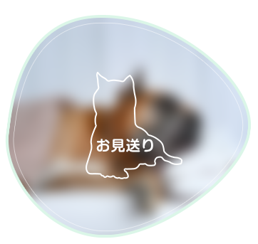 飼い主様に向けたケア