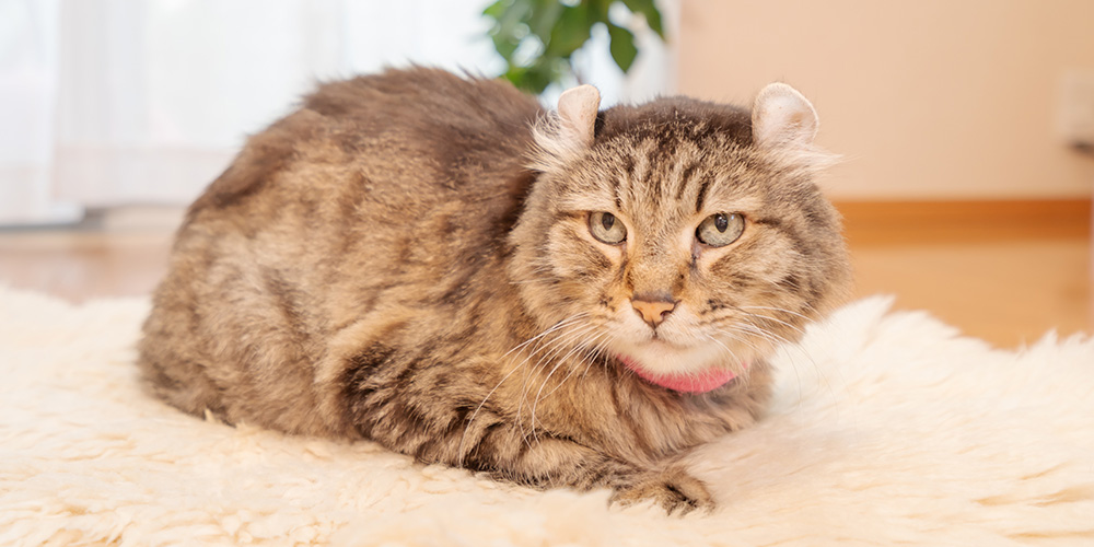 ゼロポイントアプローチ